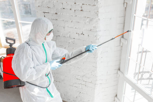 Best Mold Damage Restoration  in Bellevue, KY